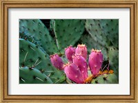 Framed Pink Cactus