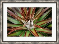 Framed Succulent VI