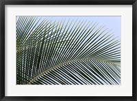 Framed Tropical