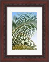 Framed Tropical II
