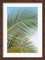 Framed Tropical II