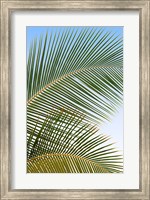 Framed Tropical II