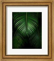 Framed Tropical IV