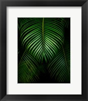 Framed Tropical IV