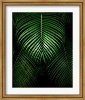 Framed Tropical IV