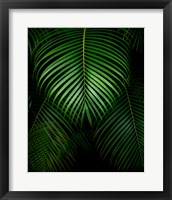 Framed Tropical IV