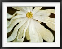 Framed White Flower