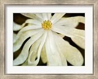 Framed White Flower