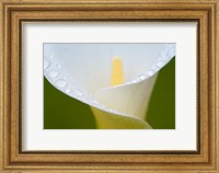 Framed White Flower II