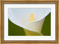 Framed White Flower II