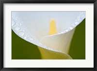 Framed White Flower II