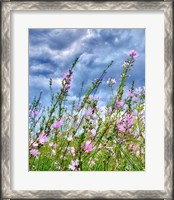Framed Wild Flowers
