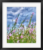 Framed Wild Flowers