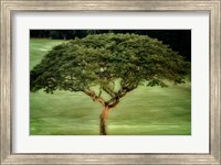Framed Single Tree
