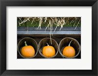 Framed Pumpkins