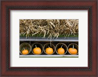 Framed More Pumpkins