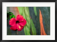 Framed Hibiscus