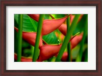 Framed Floral Details