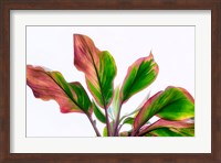 Framed Botanical