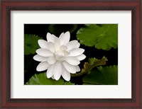 Framed White Flower