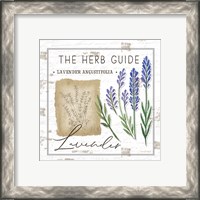 Framed 'Herb Guide - Lavender' border=