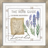 Framed Herb Guide - Lavender