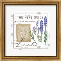 Framed Herb Guide - Lavender