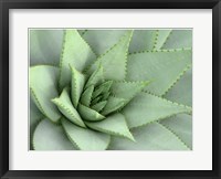 Framed Pointed Cactus