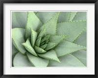 Framed Pointed Cactus