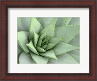 Framed Pointed Cactus