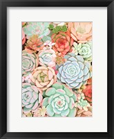 Framed Succulent