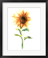 Framed Sunflower III