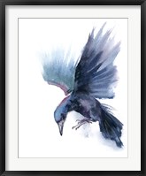 Framed Crow I