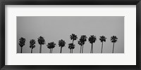 Framed Palms