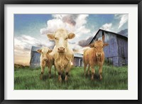 Framed Three Curious Calves