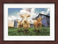 Framed Three Curious Calves