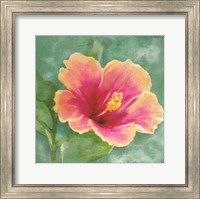 Framed Hibiscus I