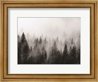 Framed Forest