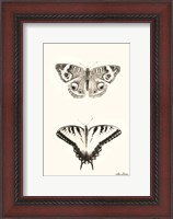 Framed Butterflies