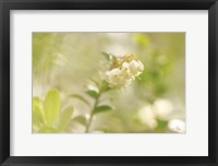 Framed Lingonberry