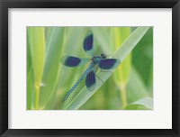 Framed Damselfly in Blue