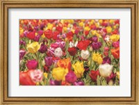 Framed Colorful Bouquet