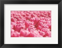 Framed Pink Field