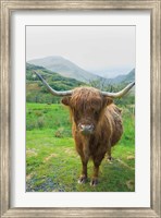 Framed Scottish Highland Cattle VI