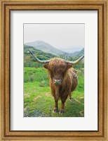 Framed Scottish Highland Cattle VI