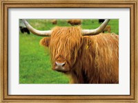 Framed Scottish Highland Cattle I