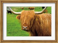 Framed Scottish Highland Cattle I