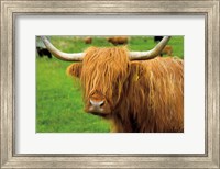 Framed Scottish Highland Cattle I