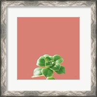 Framed Succulent Simplicity VII Coral