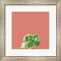 Framed Succulent Simplicity VII Coral